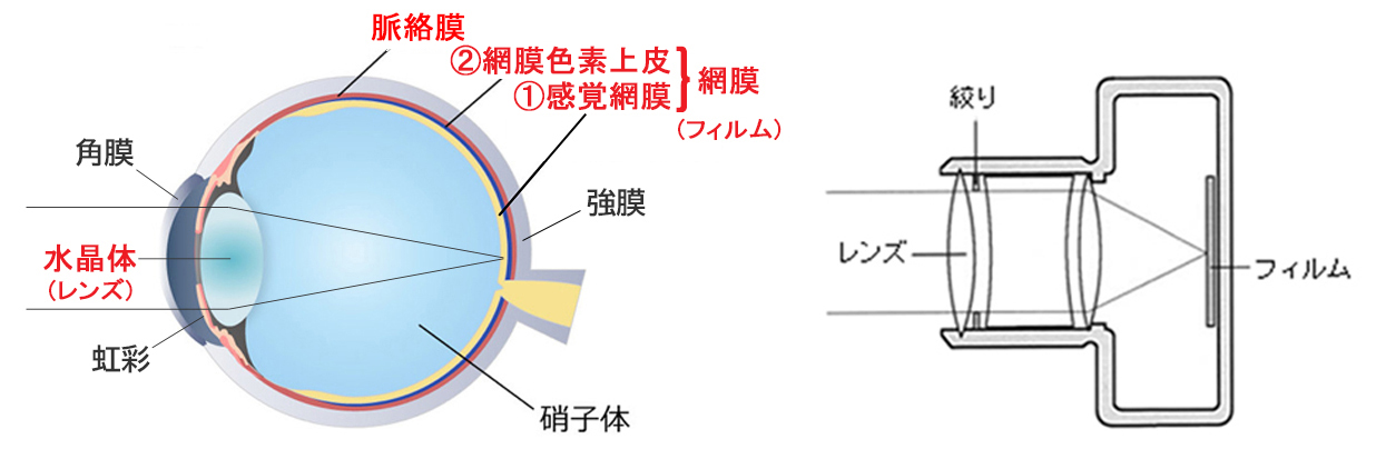 眼球の構造とカメラ