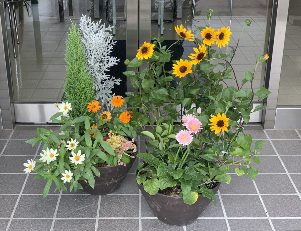 鉢植え8月